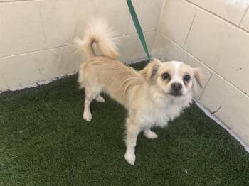 Chihuahua Dogs Available for Adoption - A1260480 | PetCurious