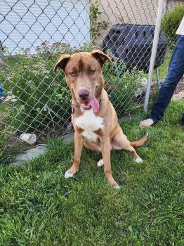 Natasya -  Siberian Husky and American Bully Dog for Adoption - Natasya | PetCurious