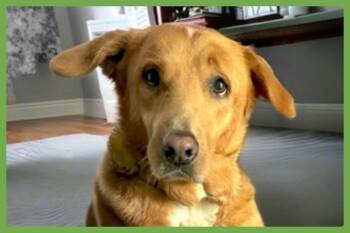 Maple -  Golden Retriever and Shepherd Dog for Adoption in Amherst, Massachusetts - Maple | PetCurious