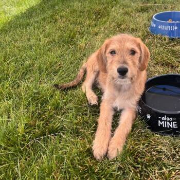 Woody -  Australian Shepherd and Mixed Breed Dog for Adoption in Murray, Utah - Woody | PetCurious