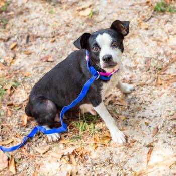 Mango -  Chihuahua and Terrier Dog for Adoption in Hattiesburg, Mississippi - Mango | PetCurious