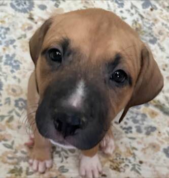 Alfie -  Staffordshire Bull Terrier Dog for Adoption in Redlands, California - Alfie | PetCurious