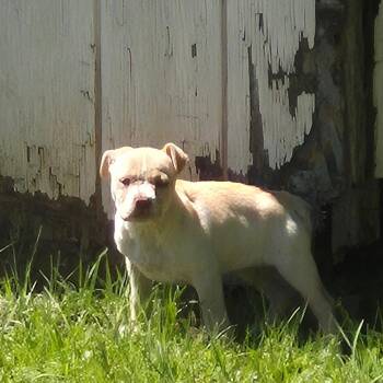 Pit Bull Terrier and Husky Dogs Available for Adoption in Montgomery, Alabama - Blondie | PetCurious