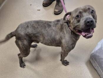 CAPONE -  Pit Bull Terrier Dog for Adoption in Decatur, Illinois - CAPONE | PetCurious