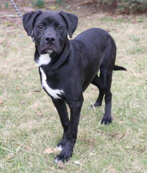 Rottweiler Dogs Available for Adoption - Trevor | PetCurious