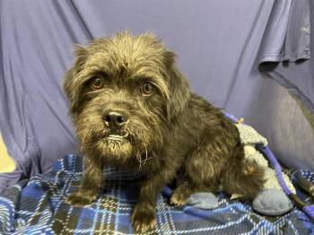 Cairn Terrier Dogs Available for Adoption in Modesto, California - A609330 | PetCurious
