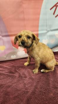 Schnauzer Dogs Available for Adoption - Doodle FJ | PetCurious