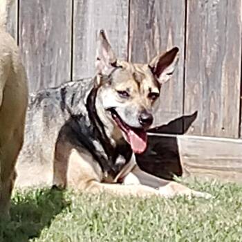 Layla -  German Shepherd Dog Dog for Adoption in Liverpool, Texas - Layla | PetCurious