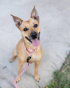 Rescue German Pinscher and Carolina Dog Dogs for Adoption in Pflugerville, Texas - Tinkers | PetCurious