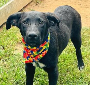 Funyun $85 -  Labrador Retriever and Mixed Breed Dog for Adoption in Seneca, South Carolina - Funyun $85 | PetCurious