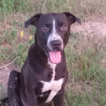 Rescue Pit Bull Terrier and Mixed Breed Dogs for Adoption in Wadena, Minnesota - PJ | PetCurious