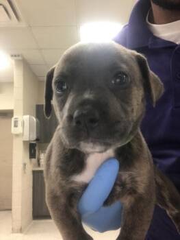 POLLIE -  Pit Bull Terrier and Mixed Breed Dog for Adoption in Conroe, Texas - POLLIE | PetCurious