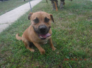 Rescue Black Mouth Cur Dogs for Adoption in Doral, Florida - CAPITAN | PetCurious