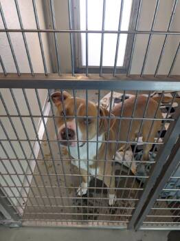 Rescue Pit Bull Terrier Dogs for Adoption in Eugene, Oregon - Waffles | PetCurious