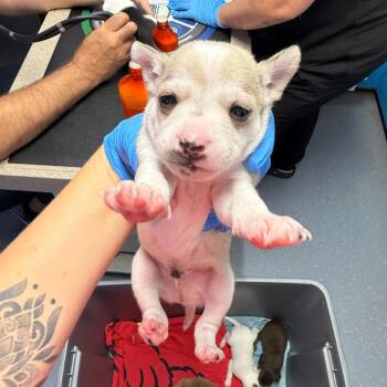 Mint Chip -  Whippet Dog for Adoption in Wahiawa, Hawaii - Mint Chip | PetCurious