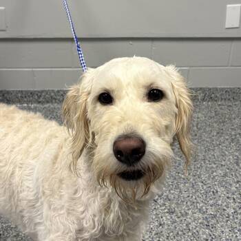 Bug / Leyla -  Mixed Breed Dog for Adoption in Greenville, South Carolina - Bug / Leyla | PetCurious