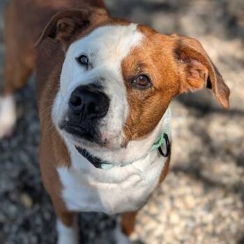 Packer -  Mixed Breed Dog for Adoption in West Olive, Michigan - Packer | PetCurious