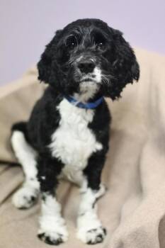 Gilly in NH. Come Meet our Adoptable Dogs Wednesday-Saturday. Mo -  Cocker Spaniel Dog for Adoption in Manchester, New Hampshire - Gilly In NH. Come Meet Our Adoptable Dogs Wednesday-Saturday. Mo | PetCurious