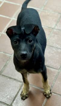 Shepherd and Beagle Dogs Available for Adoption - Mya | PetCurious