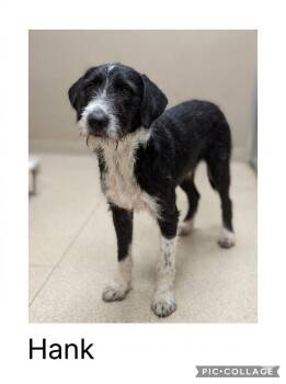 Hank -  German Wirehaired Pointer and Labradoodle Dog for Adoption in Sparta, North Carolina - Hank | PetCurious