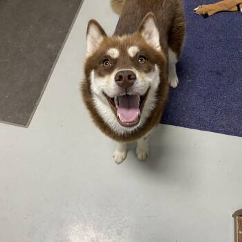 Echo -  Pomsky Dog for Adoption in Hartford, Kentucky - Echo | PetCurious