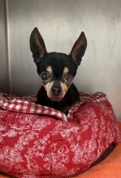 Hilda -  Chihuahua and Mixed Breed Dog for Adoption in Kansas City, Missouri - Hilda | PetCurious