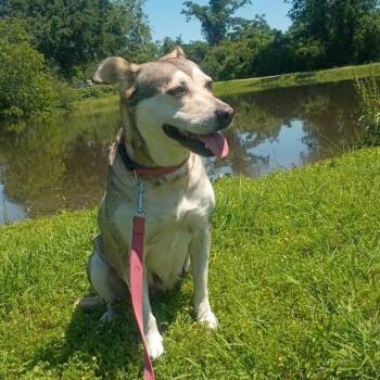 Sunny - Beautiful Belly Rub Lover -  Husky and Shepherd Dog for Adoption in Houston, Texas - Sunny - Beautiful Belly Rub Lover | PetCurious