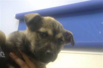 Rottweiler and Mixed Breed Dogs Available for Adoption in Albuquerque, New Mexico - STITCH | PetCurious