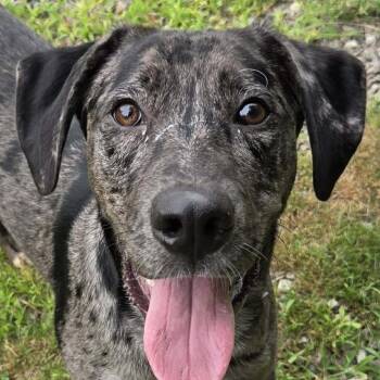 CT Colt -  Catahoula Leopard Dog and Mixed Breed Dog for Adoption in Eastford, Connecticut - CT Colt | PetCurious