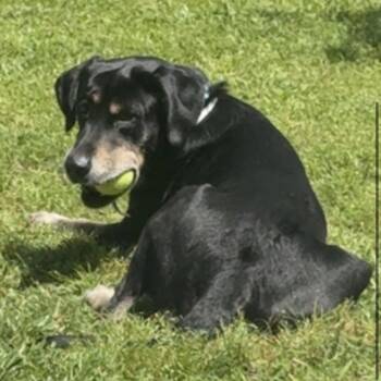 Black Labrador Retriever and German Shepherd Dog Dogs Available for Adoption in Gulfport, Mississippi - Waylon | PetCurious