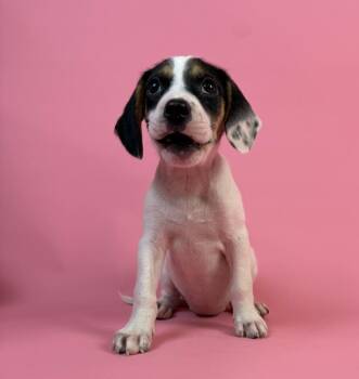 Rosa Diaz -  Chihuahua and Beagle Dog for Adoption in Alvin, Texas - Rosa Diaz | PetCurious