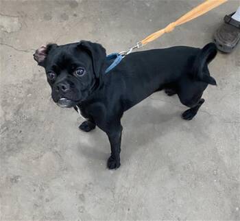 ROQUI -  Pug Dog for Adoption in Dallas, Texas - ROQUI | PetCurious
