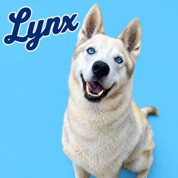 Lynx -  Husky Dog for Adoption in Scottsdale, Arizona - Lynx | PetCurious