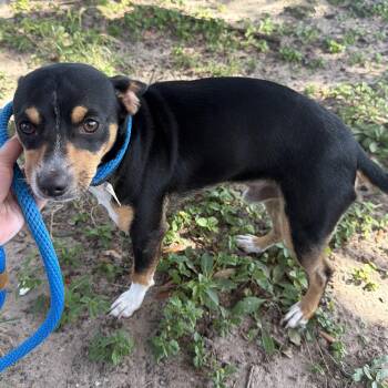 Dottie -  Chihuahua and Jack Russell Terrier Dog for Adoption in Harlingen, Texas - Dottie | PetCurious