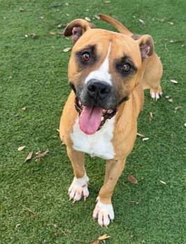 BONDO -  American Bulldog and Mixed Breed Dog for Adoption in Fort Myers, Florida - BONDO | PetCurious