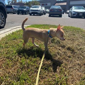 Ed -  Chihuahua Dog for Adoption in Oceanside, California - Ed | PetCurious