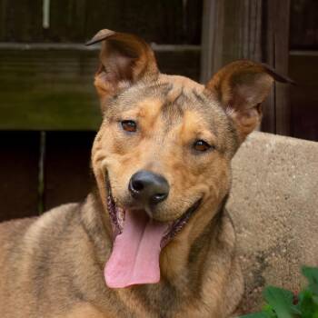 Lucky Charm -  Black Mouth Cur and Mixed Breed Dog for Adoption in Livingston, Texas - Lucky Charm | PetCurious