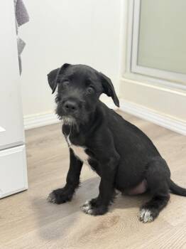 Schnoodle and Miniature Schnauzer Dogs Available for Adoption in San Diego, California - Reef | PetCurious