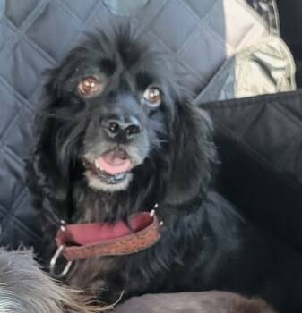 Rescue Cocker Spaniel Dogs for Adoption in Parker, Colorado - Tamborine 25082 | PetCurious