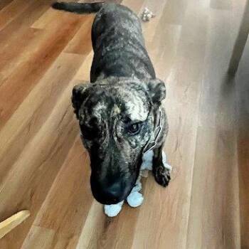 Pit Bull Terrier and Hound Dogs Available for Adoption in Sunnyvale, California - Shirley | PetCurious