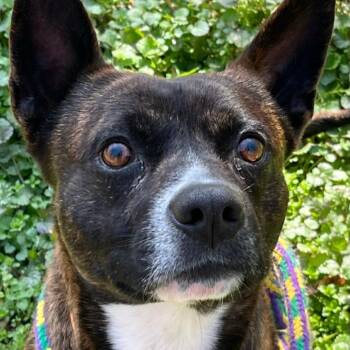 Terrier Dogs Available for Adoption - Popeye | PetCurious