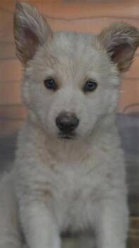 Siberian Husky and Mixed Breed Dogs Available for Adoption in El Paso, Texas - 61012215 | PetCurious