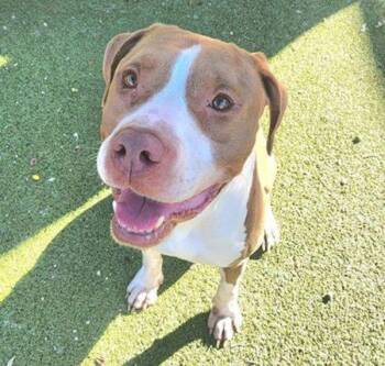 Pit Bull Terrier Dogs Available for Adoption - Mojo | PetCurious