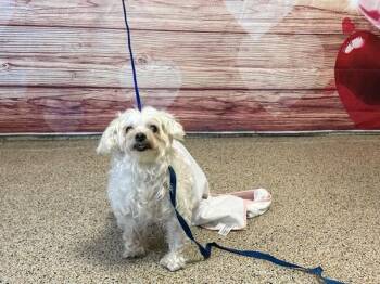 Maltese Dogs Available for Adoption - HUGH HEFNER | PetCurious