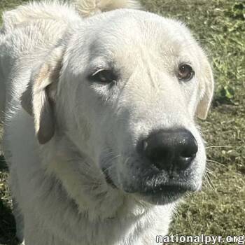Rescue Great Pyrenees Dogs for Adoption in Beacon, New York - Bentley In LA - Curliest Tail Award Winner! | PetCurious