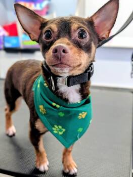 Chihuahua Dogs Available for Adoption - Tony | PetCurious