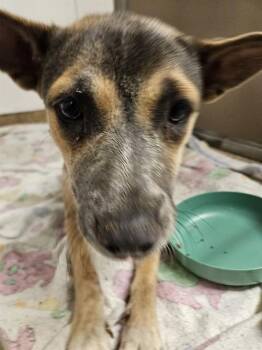 OJITOS -  Australian Cattle Dog Blue Heeler and Mixed Breed Dog for Adoption in Albuquerque, New Mexico - OJITOS | PetCurious
