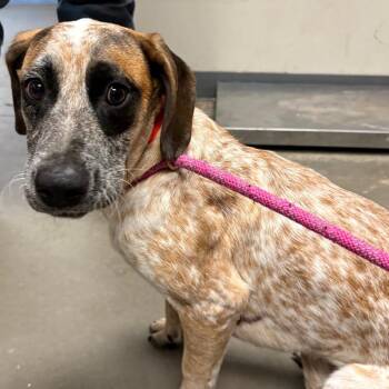 Panda -  Mixed Breed Dog for Adoption in Yuma, Arizona - Panda | PetCurious