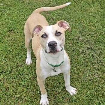 Mixed Breed Dogs Available for Adoption in Ithaca, New York - Flapjack | PetCurious