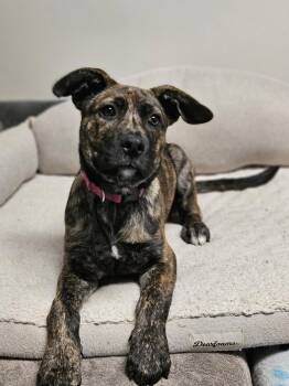 Shepherd Dogs Available for Adoption - Coconut | PetCurious